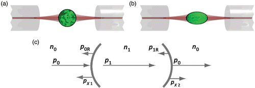 Figure 20. Schematic principle of the optical stretcher. (a) Two opposing laser fibers emit a non-focused Gaussian beam acting as an optical trap for dielectric objects (cells) with refractive index higher than the surrounding medium. The cell is centered between the laser fibers. (b) At increased laser power, the cell is deformed along the laser axis due to mechanical stress induced at its surface. (c) The stress at the cell surface is caused by a momentum transfer occurring when light with a momentum p 0 is transmitted from a medium with refractive index n 0 into the cell medium with refractive index n 1>n 0, where it has a momentum p 1>p 0. Momentum conservation demands that a momentum p x1 perpendicular away from the surface acts on it. At exit, another momentum transfer p x2 occurs, again directed perpendicular away from the surface.