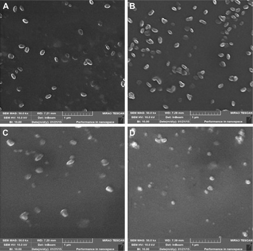 Figure 4 FESEM images of (A) PEG-PP-SPIONs, (B) PEG-LP-SPIONs, (C) PEG-LP-SPIONs, and (D) PEG-LP-IONPs functionalized through MW incubation.Note: Transparent thin shell surrounding the NPs indicates successful PEGylation.Abbreviations: FESEM, field emission scanning electron microscopy; IONP, iron oxide nanoparticles; LP-SPIONs, lemon peel-mediated SPIONs; MW, microwave; NPs, nanoparticles; PEG, polyethylene glycol; PP-SPIONs, pomegranate peel-mediated SPIONs; SPIONs, superparamagnetic iron oxide nanoparticles.