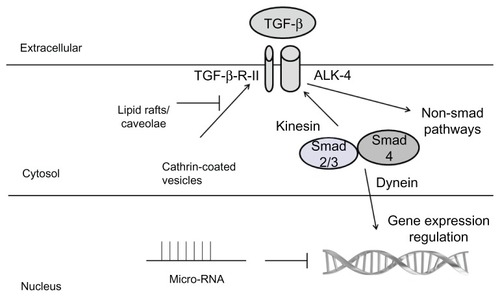 Figure 1 Summary of the main regulators of the TGF-β pathway.Abbreviatons: TGF-β, transforming growth factor beta; Smad, second messenger protein; ALKs, activin-like kinases.