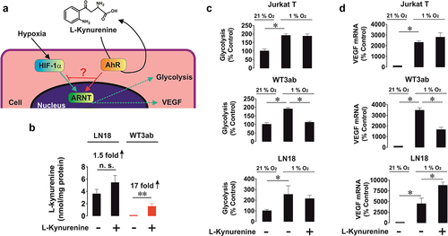 Figure 2. Effects of LKU on HIF-1 activity depends on the cellular expression levels of AhR and ARNT. (a) Cells expressing different levels (LN18 and WT3ab) and not expressing (Jurkat T) AhR were exposed to LKU under low (1%) oxygen availability and the intensity of glycolysis and VEGF mRNA levels were assessed as an indication of HIF-1 responses. (b) LN18 (express TDO and IDO1 expression is inducible) and WT3ab cells (do not express TDO/IDO) were exposed for 4 h to 50 µM LKU and then intracellular LKU levels were measured. Jurkat T cells, WT3ab and LN18 cells were exposed to LKU under low (1%) oxygen availability and the intensity of glycolysis (c) as well as VEGF mRNA levels (d) were measured as outlined in Materials and Methods. Quantitative data are shown as mean values ± SEM of four independent experiments. *p < 0.05 and **p < 0.01 between indicated events.