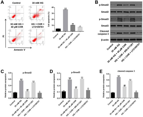 Figure 5 Anti-apoptotic effect of CHR in HG-treated podocytes was further enhanced by TGF-β inhibitor. (A) AB8/13 cells were treated with 30 mM HG, 30 mM HG + 40 μM CHR or 30 mM HG + 40 μM CHR + 10 ng/mL LY2109761. The apoptotic rate of AB8/13 cells was measured by flow cytometry. (B) The protein expressions of Smad2, Smad3, p-Smad2, p-Smad3 and cleaved caspase 3 in podocytes were detected by Western blot. (C–E) The relative expressions were quantified by normalizing to β-actin. **P < 0.01 compared to control. ##P < 0.01 compared to 30 mM HG. ^P < 0.05, ^^P < 0.01 compared to 30 mM HG + 40 μM CHR.