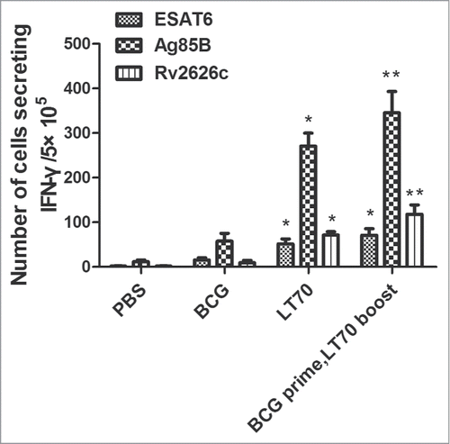 Figure 4. The immune responses in the BCG-prime and LT70-boost regimen. C57BL/6 mice were primed with BCG at 0 week, and boosted with 10 μg of LT70 vaccine by s.c. at 15 and 18 week separately. Six weeks after the last boosting, spleen cells were stimulated with ESAT6, Ag85B and Rv2626c in vitro, and IFN-γ production was assayed by ELISPOT. Results are presented as means ± SD. n=4. *p < 0.05, relative to PBS and BCG groups. **p < 0.05, relative to PBS, BCG and LT70 groups.