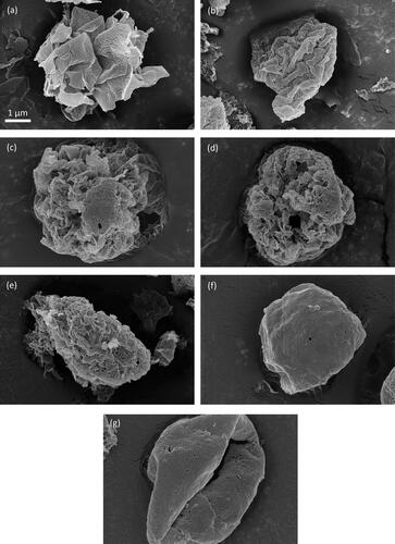 Figure 6. SEM images of leucine particles spray dried from (a) 0.25/0.75 w/w water/ethanol at 20 °C, (b) 0.25/0.75 w/w water/ethanol at 40 °C, (c) 0.25/0.75 w/w water/ethanol at 80 °C, (d) 0.5/0.5 w/w water/ethanol at 20 °C, (e) 0.5/0.5 w/w water/ethanol at 40 °C, (f) 0.5/0.5 w/w water/ethanol at 80 °C, and (g) 100% water at 80 °C. The scale bar applies to all the images.