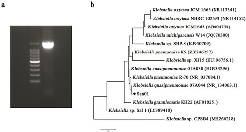 Figure 2. Amplification and analysis of 16S rRNA of Klebsiella sp. San01. (a) Amplification of 16s rRNA sequence of San01 by genomic PCR. (b) Phylogenetic analysis of Klebsiella sp. San01 to closely related bacteria. The 16S rRNA gene sequences of closely related species were retrieved from NCBI GenBank database.