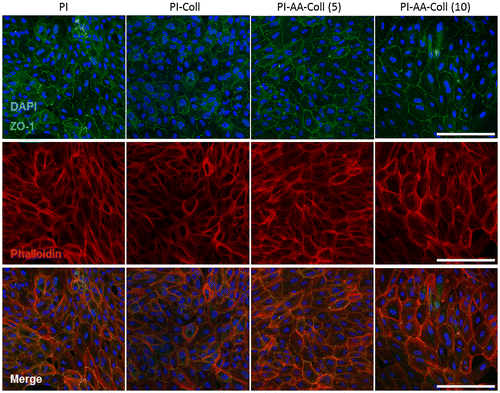 Figure 5. Immunocytochemistry of ARPE-19 cells on PI membranes after 3 days of culture.