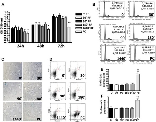 Figure 1 Biological properties of Mesenchymal Stem Cells (MSCs) after different exposure time at Radiofrequency (RF) of 169MHz and relative positive control (PC). (A) Cell proliferation measured by Cell Counting Kit-8 24, 48 and 72 h after RF exposure. The graph shows the mean values ± SD (n=3, *p<0.05, **p<0.01). (B) The picture shows representative FACS analysis of MSCs after RF exposure. Experiments were conducted in triplicate for each condition. Percentages of different cell populations (G1, S, and G2/M) are indicated. Data are expressed with standard deviation (n=3* p<0.05, **p<0.01). (C) The picture shows representative microscopic fields of senescence-associated beta-galactosidase-positive cells (blue) under different experimental conditions. (D) The pictures show representative annexin-V analysis of MSCs after RF exposure for each condition. The assay allows the identification of early (Annexin V+ and 7-ADD–), late apoptosis (Annexin V+ and 7-ADD+) and necrotic cells (Annexin V– and 7-ADD +). (E) The histograms show the percentage of senescent cells in MSCs after RF exposure. Data are represented as mean ± standard deviation (SD) of three independent replicates (n=3, ± SD, **p<0.01). (F) The graph showed the percentage of early and late apoptotic cells. The experiments were conducted in triplicate for each condition (n=3, ± SD, **p<0.01).