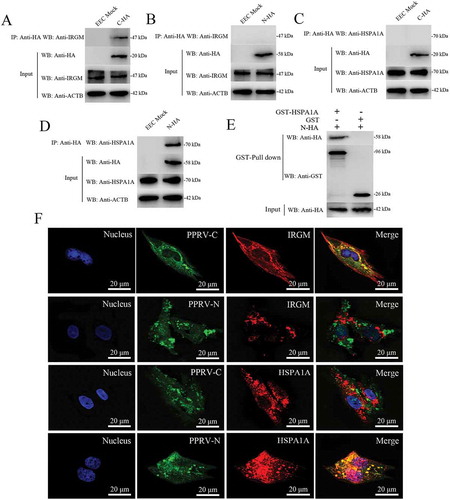 Figure 7. Physical interaction and co-localization of IRGM and HSPA1A with viral proteins. (A and B) Co-IP assay results demonstrating that endogenous IRGM binds C-HA but not N-HA in transfected cells. EECs were transfected with pCDNA3.1-C-HA or pCDNA3.1-N-HA for 48 h and harvested. Cell lysates from the transfected cells and from untransfected control cells were immunoprecipitated with an antibody against HA and then subjected to immunoblotting. (C and D) Co-IP assay results demonstrating that endogenous HSPA1A binds N-HA but not C-HA in transfected cells. EECs were transfected with pCDNA3.1-C-HA or pCDNA3.1-N-HA for 48 h and harvested. Cell lysates from the transfected cells and from untransfected control cells were immunoprecipitated with an antibody against HA and then subjected to immunoblotting. (E) GST pulldown assay results demonstrating the physical and direct interaction between HSPA1A and PPRV-N. Glutathione beads conjugated to GST or a GST-HSPA1A fusion protein were incubated with recombinant N-HA protein. After washing, the proteins were eluted from the beads, and SDS-PAGE was performed. Expression of the N protein was detected by immunoblotting with an anti-HA antibody. GST and GST-HSPA1A protein expression was confirmed by immunoblotting with an anti-GST antibody. (F) IRGM co-localizes with PPRV-C, and HSPA1A co-localizes with PPRV-N. EECs were transfected with pCDNA3.1-C-HA or pCDNA3.1-N-HA for 48 h. The transfected cells were fixed and processed for indirect immunofluorescence analysis using antibodies against HA (green), IRGM (red) and HSPA1A (red). The cell nuclei were counterstained with Hoechst 33342 solution. Scale bars, 20 μm.