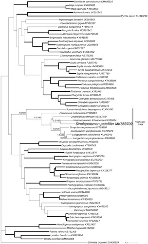 Figure 1. Bayesian Inference (BI) phylogenetic tree of Sinolapotamon patellifer and other related brachyurans based on 13 PCGs in mitogenomes. Shinkaia crosnieri is served as an outgroup. Numbers on internodes are BI bootstrap proportions and the ML posterior proportions. The same of phylogenetic trees between ML and BI are indicated by bold branches. The differences of freshwater crabs between the ML and BI trees are indicated by ‘*’. The scale bars represent genetic distance.