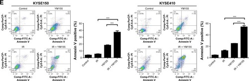 Figure 3 Radiation induced senescence in KYSE150 and KYSE410 cells and YM155 reduced senescence but enhanced apoptosis. (A) Representative images of SA-β-Gal (green) staining for the KYSE150 and KYSE410 cells. The cells were treated with YM155 1 day before exposure to 8 Gy radiation. The cells were subjected to SA-β-Gal staining 3 days later; the quantifications are shown on the right. Values are represented as the mean ± SD (n = 3) for each treatment (**p < 0.01, ***p < 0.001). (B) The protein levels of p53, p21, and survivin in cells with or without treatment were evaluated by Western blotting, and β-actin was used as an internal control. (C) Representative images of TUNEL assay (purple) staining for the KYSE150 and KYSE410 cells; the quantifications are shown on the right. Values are represented as the mean ± SD (n = 3) for each treatment (**p < 0.01, ***p < 0.001). (D) The protein levels of PARP and caspase-8 in cells with or without treatment were evaluated by Western blotting, and β-actin was used as an internal control. (E) The cells were stained by Annexin V/PI and analyzed by flow cytometry. Values are represented as the mean ± SD (n = 3) for each treatment (***p < 0.001).