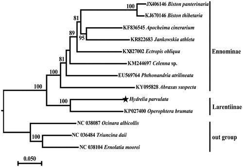 Figure 1. The evolutionary relationships of Hydrelia parvulata shown by the maximum-likelihood tree based on the complete mitogenomes of 13 lepidopteran moths. All the species accession numbers in this study are listed as below: Abraxas suspecta (KY095828), Apocheima cinerarium (KF836545), Biston panterinaria (JX406146), Biston thibetaria (KJ670146), Celenna sp. (KM244697), Ectropis obliqua (KX827002), Ernolatia moorei (NC 038104), Hydrelia parvulata (MN962739), Jankowskia athleta (KR822683), Operophtera brumata (KP027400), Ocinara albicollis (NC 038087), Phthonandria atrilineata (EU569764), Triuncina daii (NC 036484).