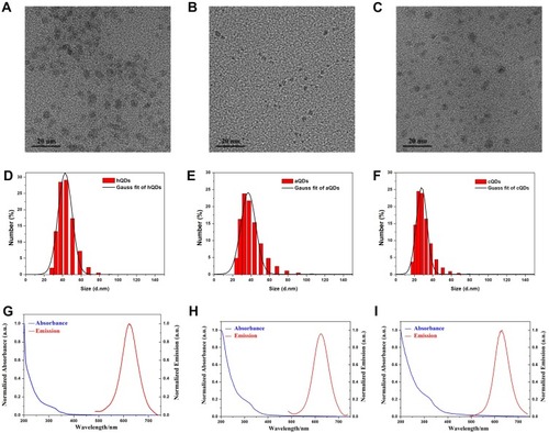 Figure 1 Characterization of InP/ZnS QDs with different surface modifications. (A–C) TEM image of hQDs, aQDs, and cQDs, respectively. (D–F) DLS of hQDs, aQDs and cQDs dispersed in deionized water. (G-I) Normalized absorption spectra and normalized PL spectra of hQDs, aQDs and cQDs, respectively.