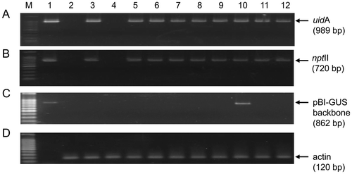 Figure 6. PCR amplification of the transgene fragments from transformed shoots of watermelon under different ethylene inhibitors. Genome DNAs were extracted from the randomly selected shoots and used as templates for amplifying fragments of (A) uidA 989 bp, (B) the nptII 720 bp transgenes, (C) a 862 bp region of pIG121-Hm backbone outside of T-DNA borders, and (D) endogenous wild watermelon actin as reference gene to check the intactness of the DNA. The amplified fragments (A, B, C) are segments in the pIG121-Hm reporter plasmid used in the experiment for monitoring the gene transfer. Lane M, DNA size marker; 1, pIG121-Hm plasmid DNA as positive control template; 2, non-transformed wild watermelon leaf disk; 3–12, genomic DNAs extracted from regenerated shoots treated with different inhibitors (3–4, no effector; 5–6, AgNO3; 7–8, AVG; 9–10, pBBRcont; 11–12, pBBRacds).