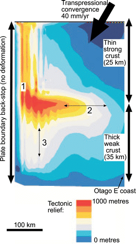 Figure 4  Map view of results of a numerical model of topographic development in heterogeneous crust with an inherited crustal boundary at a high angle to a transpressional plate boundary (plate vector indicated). Model topographic results adapted from models with boundary conditions defined by Upton et al. (Citation2009). Resultant uplift zones relevant to Otago are 1: mountains parallel to the plate boundary; 2: range perpendicular to the plate boundary at the crustal discontinuity (horizontal dotted arrow); and 3: ranges emanating perpendicular to 2 (parallel to vertical dotted arrow). Model space is equivalent to Canterbury and Otago crustal blocks (Fig. 1A), with the right margin equivalent to Otago east coast.