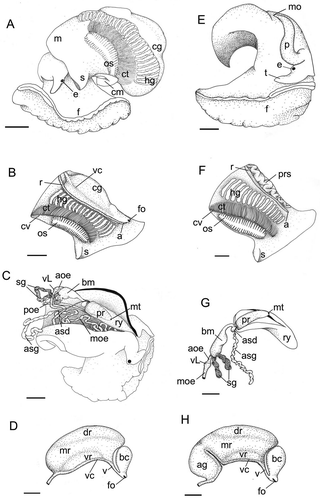 Figure 1. (A–D) Anatomy of Scalptia androyensis. (A) General body appearance, left view; (B) mantle organs; (C) foregut organs (body wall dorsally dissected longitudinally; only right accessory salivary gland shown); (D) pallial oviduct. (E–H) Anatomy of Scalptia foveolata. (E) General body appearance (male specimen, right view; mantle removed); (F) mantle organs, male specimen; (G) foregut organs (only right accessory salivary gland shown); (H) pallial oviduct. Scale bars: 1 mm. Abbreviations: a, anus; ag, albumen gland; aoe, anterior oesophagous; asd, accessory salivary gland duct; asg, accessory salivary gland; bc, bursa copulatrix; bm, buccal mass; cg, capsule gland; cm, columellar muscle; ct, ctenidium; cv, ctenidial vessel; dr, dorsal region of the capsule gland; e, eye; f, foot; fo, female genital opening; hg, hypobranchial gland; m, mantle; mo, male genital opening; mr, medial region of the capsule gland; mt, mouth; moe, mid oesophagous; os, osphradium; p, penis; poe, posterior oesophagous; pr, proboscis; prs, prostate gland; r, rectum; ry, rhynchodaeum; s, siphon; sg, salivary gland; t, tentacle; v, vestibule; vc, ventral channel; vL, valve of Leiblein; vr, ventral region of the capsule gland.