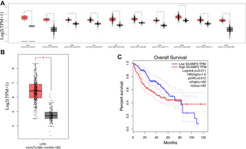 Figure 2 SCAMP3 gene expression in different types of cancer diseases and normal tissues in the GEPIA database. (A) Transcriptional expression level of SCAMP3 gene in various cancers was analyzed in the GEPIA database. Grey: normal samples; Red: tumor samples. (B) Box plot showing the correlation between SCAMP3 and Hepatocellular carcinoma in the GEPIA database. Grey: normal samples; Red: tumor samples. *P<0.0001. (C) Kaplan–Meier survival curves revealing SCAMP3 expression and survival probability in hepatocellular carcinoma.