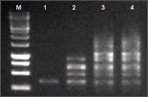 Fig. 5 Profil des produits PCR, sur gel d’agarose 1,5%, en fonction de la concentration en Taq Polymérase. Résultats obtenus avec l’amorce OPJ14 (5’- CACCCGGATG -3’) chez S. lagascae. M: marquer moléculaire (1Kb); 1: 0,5 U; 2: 1 U; 3: 1,5 U et 4: 2 U. Fig. 5. PCR products profile on 1.5% agarose gel of different concentration of Taq polymerase. Results obtained with primer OPJ14 (5’- CACCCGGATG -3’) for S. lagascae. M: 1Kb marker, 1: 0.5 U; 2: 1U, 3: 1,5 and 4 U: 2 U.