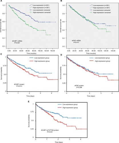 Figure 6 The prognostic value of 4E-BP1, eIF4E and phospho-4E-BP1 in ccRCC.Notes: The Kaplan–Meier survival analyses of 4E-BP1 (A) and eIF4E (B) mRNA expression of the overall survival time of ccRCC patients using the OncoLnc database. The Kaplan–Meier survival analyses of 4E-BP1 (C), eIF4E (D) and phospho-4E-BP1 (E) protein expression of the overall survival time of ccRCC patients using the TCPA database.Abbreviations: BP, binding protein; eIF4E, eukaryotic translation initiation factor 4E; ccRCC; clear cell renal carcinoma; TCPA, The Cancer Proteome Atlas.