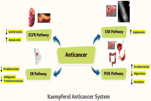 Figure 3. Kaempferol anticancer system targeting various oncogenic mechanisms including ERS, ER, PI3K/Akt and EGFR pathways and underlying active mechanisms.