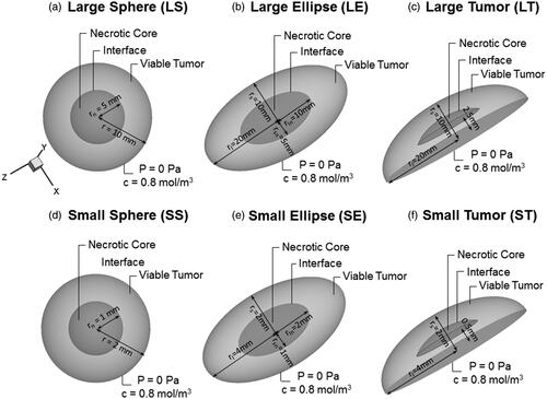 Figure 1. Visualization of the six used geometries in our model. (a and d) Geometries of spherical tumor shape comprising two different zones: a necrotic center of radius rn (darker gray area) and the viable tumor zone. A concentration and pressure boundary condition are applied at the outer edge of the tumor. (b and e) Geometries of an ellipsoid tumor shape. (c and f) Geometries of the peritoneal tumor shape.