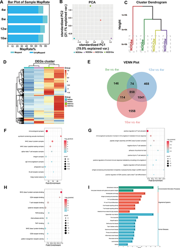 Figure 4 Transcriptome analysis of LGs during the development of SS-related dry eye. (A) The mapping rates of clean reads for all samples. (B and C) PCA analysis and HC based on gene expression in different groups. (D) Heatmap of differentially expressed genes (DEGs) in each group. Threshold log2(fold-change)>1 or log2(fold-change) <-1, p-value<0.05. The top of the graph represents the sample name, the rows represent the genes, the expression levels are indicated by colors (red indicates high gene expression level, blue indicates low gene expression level), the left side indicates the gene clustering, and the top side indicates the clustering among the samples. (E) VENN plots of upregulated DEGs in the three groups. (F-H) GO enrichment analysis of overlapping upregulated DEGs. GO analysis of predicted genes was performed according to cellular component (CC) (F), biological process (BP) (G), and molecular function (MF) (H). The left side of the graph represents GO categories, the color corresponds to the -log10 of the p-value, and the size of dot represents the number of enriched genes. (I) KEGG pathway analysis of DEGs. The top 20 pathways were summarized.