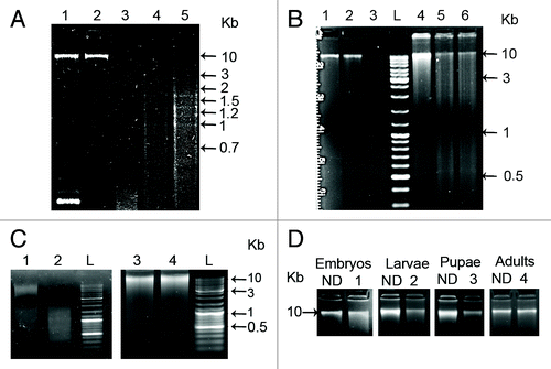 Figure 1. (A) Agarose gel electrophoresis of equivalent amounts of genomic DNA from 3 d old embryos, larvae, pupae and adults digested using: Hin6I restriction enzyme (lanes: 1-embryos with plasmid pUC18R as a control of digestion, 2-embryos, 3-larvae, 4-pupae, 5 -adults). (B) Methylation-sensitive restriction enzyme HpaII (lanes: 2-embryos, 5-adults) and with the methylation-insensitive restriction enzyme MspI (lanes: 3-embryos, 6- adults). Undigested DNA from embryos and adults is present in lanes 1 and 4, respectively. (C) Methylation specific GlaI enzyme digestion of DNAs from embryos (lane 2) and from adults (lane 4) compared with the undigested controls (lanes: 1-embryos, 3-adults). (D)PvuRts1I enzyme digestion of DNA from embryos, larvae, pupae and adults (lanes 1, 2, 3, 4 respectively) compared with the undigested controls (ND). The tracks labeled L contain GeneRuler Ladder mix (Fermentas).