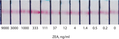 Figure 3. ICA of ZEA with direct labelling (common ICA). Appearance of analytical zones of test strips after testing of maize extracts with different concentrations of ZEA.