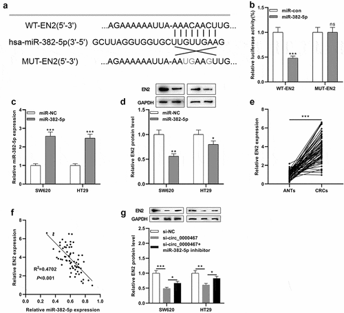 Figure 4. EN2 was a direct target of miR-382-5p