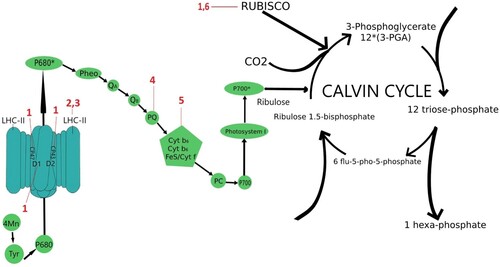 Figure 2. Sites of action of antibiotics the deteriorative effect of which in photosynthesis was shown. 1 −□azithromycin; 2 −□streptomycin; 3 −□cyclophosphamide; 4 – fluoroquinolone; 5 – quinolones; 6 −□tetracycline.