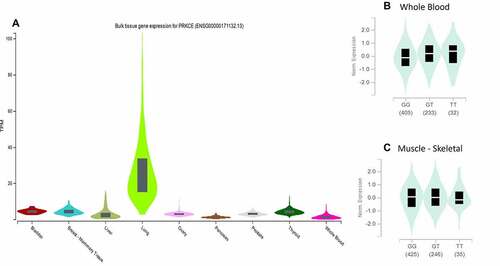 Figure 8. PRKCE gene expression in different tissues. (A) Expression of PRKCE gene is highest in the lungs. (B) Variation rs687014 affects the expression in whole blood ad skeletal muscles.