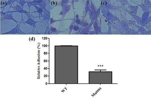 Figure 3. Adhesion of Salmonella Pullorum strains to chicken embryo fibroblast DF-1 cells. Cells were incubated with bacteria grown overnight at a designated multiplicity of infection of 100. (a) Uninfected DF-1 cells were used as the control. (b) DF-1 cells infected with the mutant strain. (c) DF-1 cells infected with the wild-type strain. (d) The adherence of the mutant strain was normalized to that of the wild-type control (***P < 0.001, relative to wild type).