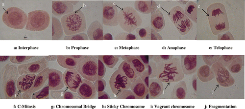 Figure 4. Mitotic stages and chromosomal aberrations observed for A. cepa root cells treated with biogenic synthesized AgNPs and Ags.