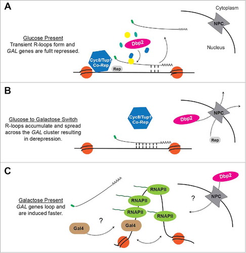 Figure 1. A model for regulation of the GAL cluster by GAL lncRNA R-loops and Dbp2. (A) Glucose Repression When glucose is available, Dbp2 is localized in the nucleusCitation74 and prevents the accumulation of R-loops at the GAL gene clusterCitation53 via the assembly of Dbp2-dependent lncRNA-protein complexes.Citation56 This allows the successful docking of the Cyc8/Tup1 co-repressor complex and subsequent repression. (B) Carbon Source Switch During a switch from glucose to galactose, Dbp2 is actively relocalized to the cytoplasm via export through the nuclear pore complex (NPC).Citation74 This may alter lncRNP assembly and cause R-loop formation and spreading across the GAL cluster. R-loop formation likely interferes with binding of transcriptional repressors and the Cyc8/Tup1 corepressor complex, causing derepression of the GAL genes. (C) Galactose Induction In the presence of galactose, the Gal4 transcriptional activator is released from the Gal80 inhibitor (not pictured),Citation96 enabling recruitment of co-activators and RNA P II.Citation97 This results in altered chromatin structure, as evidenced by looping of the GAL10 promoter and terminator,Citation53 which may enhance transcriptional induction. It is currently unknown how the GAL lncRNAs are cleared from chromatin or how Dbp2 is re-imported following long-term growth in galactose.