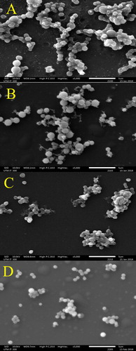 Figure 2. Effect of H. itama honey on the appearance of mid-exponential phase S. aureus as seen by SEM under 8000× magnification. (A) Control culture of S. aureus, (B) S. aureus treated with inhibitory concentration (MIC), (C) S. aureus treated with bactericidal concentration (MBC), (D) S. aureus treated with streptomycin. Bar = 2 µm.
