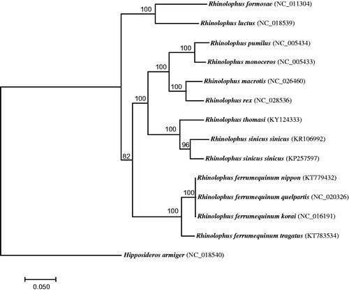 Figure 1. A maximum-likelihood tree reconstructed based on 14 bat mitogenomes. Hipposideros armiger was used as the outgroup. GenBank accession for each bat mitogenome was shown in bracket.