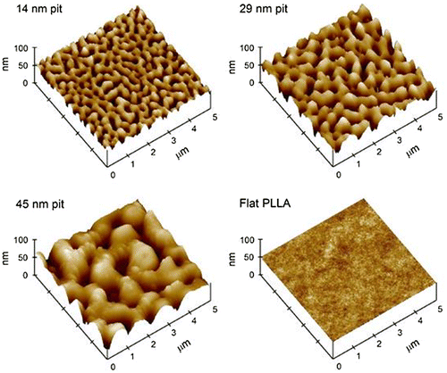 Figure 2. Atomic force microscopy (AFM) images of poly-lactic acid (PLLA)/PS demixed nanopit-textured films spin-cast at 0.5% solution concentration (forming 14 nm deep pits),1% solution concentration (forming 29 nm deep pits), and 1.5% solution concentration (forming 45 nm deep pits) and flat PLLA films. Images reproduced with permission from [Citation46].