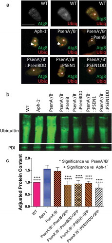 Figure 6. Dictyostelium mutants lacking γ-secretase component orthologs show ubiquitination defects. Analysis of ubiquitination levels in wild-type cells, PsenA−/B− and Aph-1− and PsenA−/B− cells following rescue by the proteolytic and non-proteolytic Dictyostelium PsenB or the equivalent human PSEN1 proteins (PsenB-GFP and PsenBDD-GFP or PSEN1-GFP and PSEN1DD-GFP) respectively. (a) In cells expressing GFP-Atg8, immunofluorescence analysis shows co-localization of GFP and ubiquitin in single large puncta in Aph-1− and PsenA−/B− cells that are absent in wild-type cells, and are absent following rescue with the presenilin proteins. Scale bar: 10μ m. (b) Representative western blot analysis using anti-ubiquitin in the wild type, mutants and following rescue as indicated. Anti-PDI was used as a loading control for normalisation. (c) Quantification of anti-ubiquitin western blot shows a ~ 50% increase in large molecular weight ubiquitinated protein in cells lacking a functional γ-secretase complex when compared to normalized wild type levels. This increase is restored to wild type levels in PsenA−/B− cells expressing Dictyostelium PsenB or human PSEN1 proteins regardless of proteolytic activity. Data are derived from 5 independent experiments.