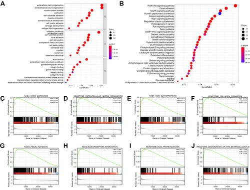 Figure 6 FN1 is involved in cell adhesion, immune activities and tumorigenesis in HNSCC. (A) GO enrichment bubble plot of FN1 and related genes. BP: biological process; CC: cellular component; MF: molecular function. (B) KEGG pathway bubble plot of FN1 and related genes. (C-J) GSEA results of FN1. The terms “core matrisome”, “extracellular matrix organization”, “ECM glycoproteins”, “collagen formation”, “focal adhesion”, “ECM receptor interaction”, “ECM proteoglycans” and “degradation of the extracellular matrix” were enriched in the FN1 high expression group in HNSCC patients.