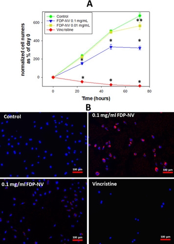 Figure 3 Effect of FDP-NV on HUVEC proliferation determined by direct evaluation of cell numbers after 24, 48 and 72 hours.