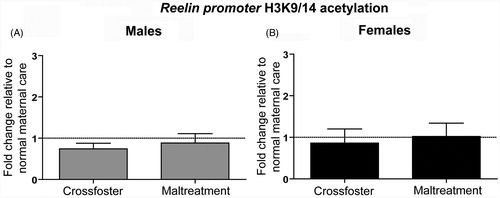 Figure 4. Adult (PN90) H3K9/14 acetylation at the reelin promoter in the medial prefrontal cortex (mPFC). One-sample and two-tailed unpaired t-tests indicate that neither (A) males nor (B) females showed any differences in H3K9/14 acetylation. Error bars represent SEM, n = 8–10/group.