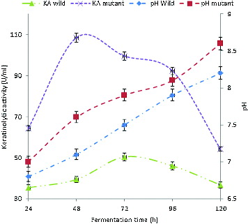Figure 1. Kinetics of KA (KA) and pH change during the growth of B. safensis LAU 13 wild-type and mutant strain.