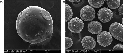 Figure 1. SEM images of (A) CAP-coated PEG-CS microspheres at 250× magnification, and (B) uncoated PEG-CS microspheres at 120× magnification.