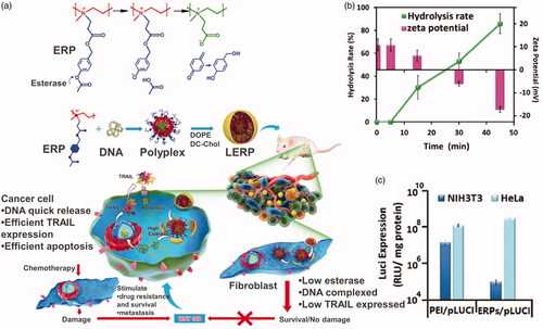 Figure 9. (a) Esterase-responsive charge reversal gene delivery. (b) Hydrolysis rate and zeta potential of ERP gene delivery. (c) Luci expression of ERP in NIH3T3 and HeLa cell lines (Qiu et al., Citation2016). Copyright 2016, Wiley. Reprinted with permission.