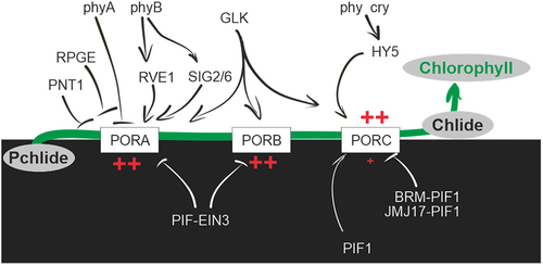 Figure 4. Schematic view of the regulation of the three POR genes present in Arabidopsis thaliana. PORA, B, and C catalyse the synthesis of Chlide from Pchlide, which is the light-dependent step in chlorophyll biosynthesis. Factors that activate or repress in the dark (bottom) and light (top) are indicated. Arrows and bars represent positive and negative regulation, respectively. The position of the + represents the light condition in which the respective POR genes are highly expressed. Please refer to the text for further details.