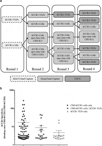 Figure 1. (A). Scouting campaign selection strategy. In order to identify a single antigen format to take forward into a naïve campaign applying the full AdimabTM Library diversity, a subset of the library was subjected to multiple rounds of selection using biotinylated CHO-hCCR1 cells, hCCR1-VLPs, or combinations thereof. Some samples were additionally subjected to pre-clearing with control cells using MACS® prior to positive selection with the antigen as shown. Following selection round 4, clones from each output were generated as yeast supernatants and screened for hCCR1 binding, and specificity for hCCR1 vs hCCR5, on appropriate recombinant cell lines. (B). Characterization of scouting campaign output. Clones selected from the ‘scouting’ campaign, as outlined in Figure 1a, were screened using a homogenous cell binding assay (FMAT) to assess binding to CHO-hCCR1, and specificity for hCCR1 by comparing binding to CHO-hCCR1 and CHO-hCCR5 cells. Each full-length mAb clone was expressed in yeast supernatant; duplicate data points were averaged and the CHO-hCCR1:CHO-hCCR5 binding ratio calculated. A cutoff binding ratio of >2 was applied and the resulting dataset grouped depending on whether individual clones were derived from selections using CHO-hCCR1 cells only, hCCR1-VLPs only, or combinations of both antigens