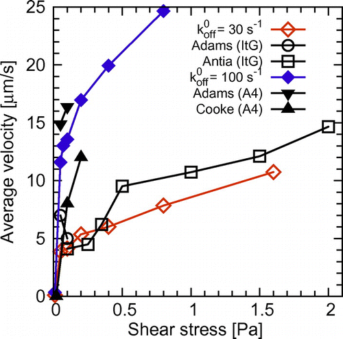 Figure 6. Average velocities of Pf-IRBCs infected with different parasite clones, ItG and A4, in experiments by Adams et al. [Citation38], Antia et al. [Citation9], and Cooke et al. [Citation8]. ICAM-1 concentrations were 17.5μg/ml in [Citation38], 50μg/ml in [Citation9], and 100 or 400μg/ml in [Citation8]. The velocities of the Pf-IRBC model with ideal bonds and dissociation rate constants of koff0=30s-1 and 100s-1 are also plotted.