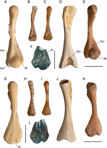 Figure 2 Leiopelmatid left humeri in ventral (A–F) and dorsal (G–L) views. Leiopelma markhami, part of holotype skeleton NMNZ S.23120 (A, G); Leiopelma hamiltoni, NMNZ AM.293 (B, H); Leiopelma hochstetteri, NMNZ AM.206 (C, I); Leiopelma waitomoensis, part of holotype skeleton NMNZ S.23415 (D, J); Leiopelma auroraensis, part of holotype skeleton NMNZ S.23413 (E, K); distal humerus NMNZ S.50861 (F, L), from the Early Miocene St Bathans Fauna, New Zealand, tentatively referred to Leiopelma miocaenale sp. nov. Abbreviations: ec, eminentia capitata; fcv, fossa cubitalis ventralis; lc, lateral crest; er, epicondylus radialis; mc, medial crest; eu, epicondylus ulnaris; io, impressio olecraneana. Scale bars 5 mm.