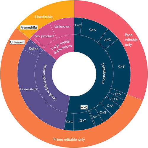 Figure 3. Potential genome editing targets in CHM. The inner ring shows type of mutation. The middle ring shows the single-base substitutions (which overwhelmingly produce terminations, as previously described) and other consequences of the mutations (Frameshifts, splice defects, no protein product formed, or unknown). The outer ring shows the number of potential base editing targets in CHM (red: currently restricted to transitions, which comprise approximately 30.8% of choroideremia-associated mutations; the remaining 69.2% are not amenable to base-editing methods): the number of potential prime editing (orange: prime editing opens up the potential number of targets up to 85.7% of CHM variants): and remaining uneditable mutations (yellow: large insertions, deletions and duplications) Source: Leiden Open Variation Database (LOVD) [Citation27]