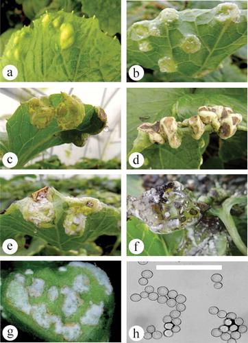 Fig. 3 (Colour online) Albugo white rust symptom development on naturally infected leaves of wasabi. (a) Initial puckering of the upper leaf surface with yellowing. (b) Swellings on the underside of leaves with white mycelium. (c) Large swellings that produce gall-like symptoms. (d) Severe infection at the leaf margin, showing leaf curling and development of galls. (e) Close-up of swollen tissues with white sporulation on surface. (f) White spore masses with black sori. (g) Close-up of leaf swelling with spore masses. (h) Sporangiospores as viewed under the microscope. Scale bar = 100 µm.