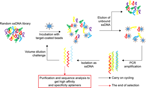 Figure S2 Overview of the SELEX selection process.Note: The entire selection process consisted of three HER3 ECD protein concentrations, 10 rounds of screening (8 rounds of screening and 2 rounds of GPC3 protein anti-screening).Abbreviations: ECD, extracellular domain; Her3, human epidermal growth factor receptor 3; PCR, polymerase chain reaction.