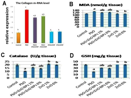 Figure 5 Relative mRNA gene expression of collagen type I (A), serum levels of MDA (B), CAT (C), and GSH (D) in the skin of rats in different experimental groups.Notes: Values are presented as mean±SD, a: Significant from the control group at P≤0.05, b: Significant from PbO group at P≤0.05.Abbreviations: ZnO-NPs, zinc oxide nanoparticles, PbO, lead oxide, MDA, malondialdehyde, CAT, catalase, GSH, reduced glutathione.